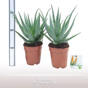 Aloe arborescens