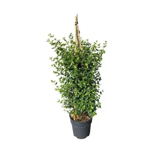Abelia grandiflora 'Sherwood'